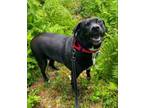 Adopt Cora a Labrador Retriever, Beagle