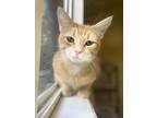 Adopt Basil a Domestic Short Hair