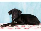 Adopt Bee a Retriever, Mixed Breed