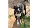 Adopt Sadie 2 a Pit Bull Terrier