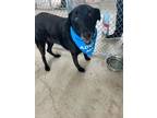 Adopt Maggie Mae a Black Labrador Retriever, Shepherd