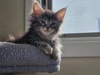 Sweet Female Maine Coon Kitten