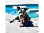 Adopt Astrid - AVAILABLE a Pit Bull Terrier