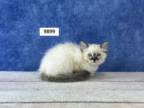 Frais Ragdoll Litter