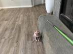 Sphynx