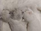 Xiva Kittens
