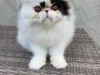 Bi Color Persian