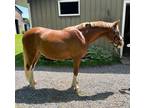 Stunning Large Welsh Gelding