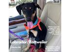 Adopt Blast a Black Labrador Retriever, Rottweiler