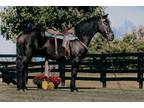Quarter Horse For Sale.