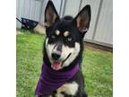 Adopt Sonya JuM a Husky