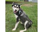Adopt Sindel JuM (Mom)* a Husky, Alaskan Malamute