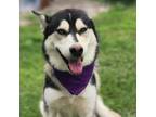 Adopt Yuki JuM a Husky