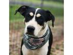 Adopt Zelda prev Basa JuM* a Beagle, Husky