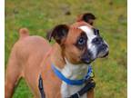 Adopt Bella a Boxer