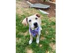 Adopt Moon a Pit Bull Terrier