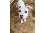 Adopt Mork a Pit Bull Terrier