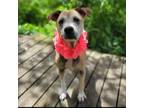 Adopt Bella a Mixed Breed