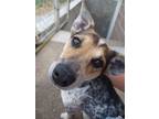 Adopt Dutchess a Australian Cattle Dog / Blue Heeler