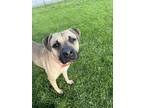 Adopt Mae a Pit Bull Terrier, Mixed Breed
