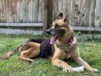 Adopt Gretchen a German Shepherd Dog, Mixed Breed