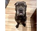 Adopt Zena a Cane Corso