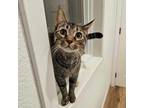 Adopt Sofia a Domestic Short Hair