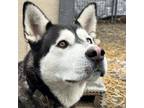 Adopt Mina a Alaskan Malamute