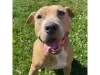Adopt Willow a Rhodesian Ridgeback, Labrador Retriever