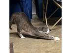 Adopt Penny a Domestic Short Hair, Tabby