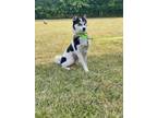 Adopt Urania a Husky, Pomeranian