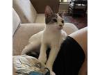 Adopt Nubs Watkins-HW a Manx
