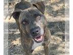 Catahoula Leopard Dog Mix DOG FOR ADOPTION RGADN-1099245 - ROOT BEER - Catahoula