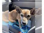 Dachshund Mix DOG FOR ADOPTION RGADN-1143757 - Jackson - Terrier / Dachshund /