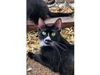 Adopt Watson a Domestic Short Hair
