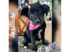 Adopt Jordache - Blue Jeans Litter a Australian Cattle Dog / Blue Heeler