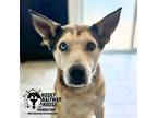 Adopt Kota a Husky