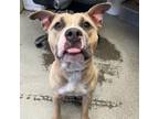 Adopt Mouse a American Staffordshire Terrier