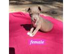 Adopt Molly/Moxy pup 7 a Mixed Breed