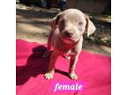 Adopt Holly /Moxy pup 6 a Mixed Breed