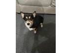 Adopt Marlowe a Pembroke Welsh Corgi