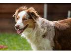 Adopt Willow Reign a Australian Shepherd