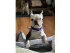 Adopt Nugget a Boston Terrier