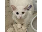 Adopt David Bowie a Domestic Short Hair