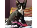 Adopt Dolly Purrton - EL Colony a American Shorthair