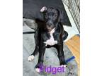 Adopt Fidget a Great Dane, Terrier