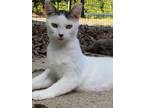 Adopt Lexi a Domestic Short Hair