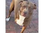 Adopt Kiwi a Pit Bull Terrier