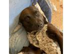 Adopt Gracie a Australian Kelpie