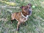 Adopt Tiger a Pit Bull Terrier